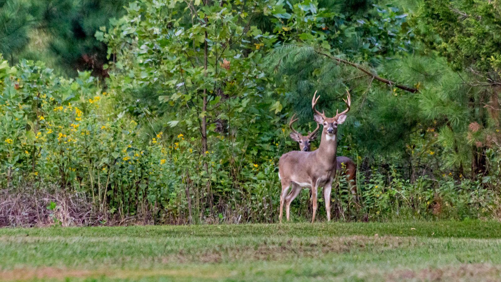 CWD found in wild deer in Wood County