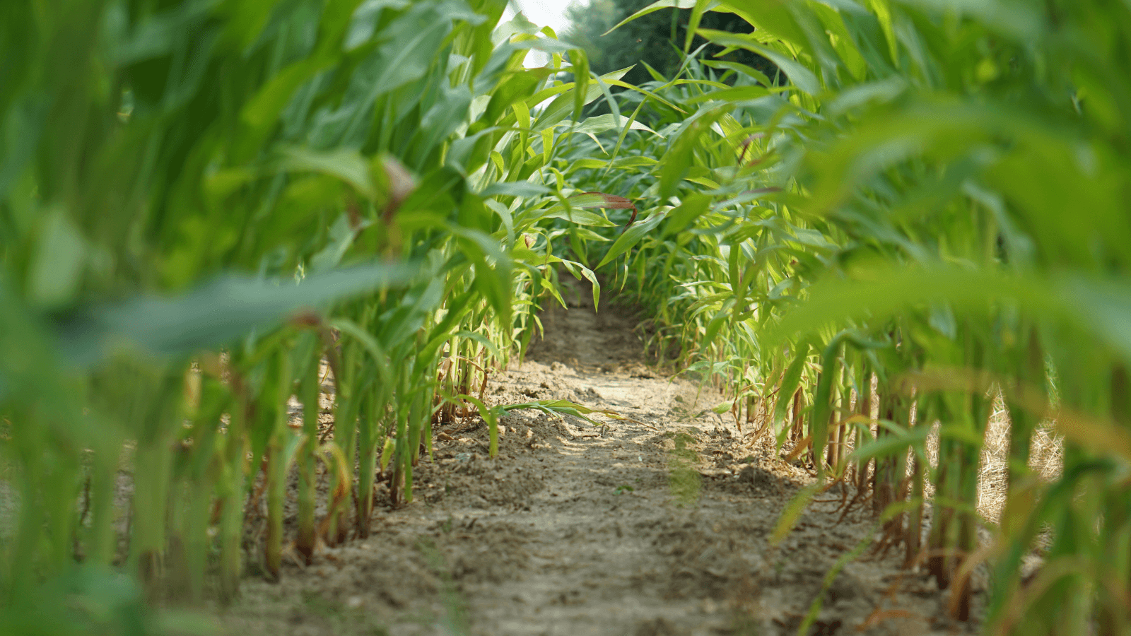 What would Project 2025 mean for Wisconsin farmers?