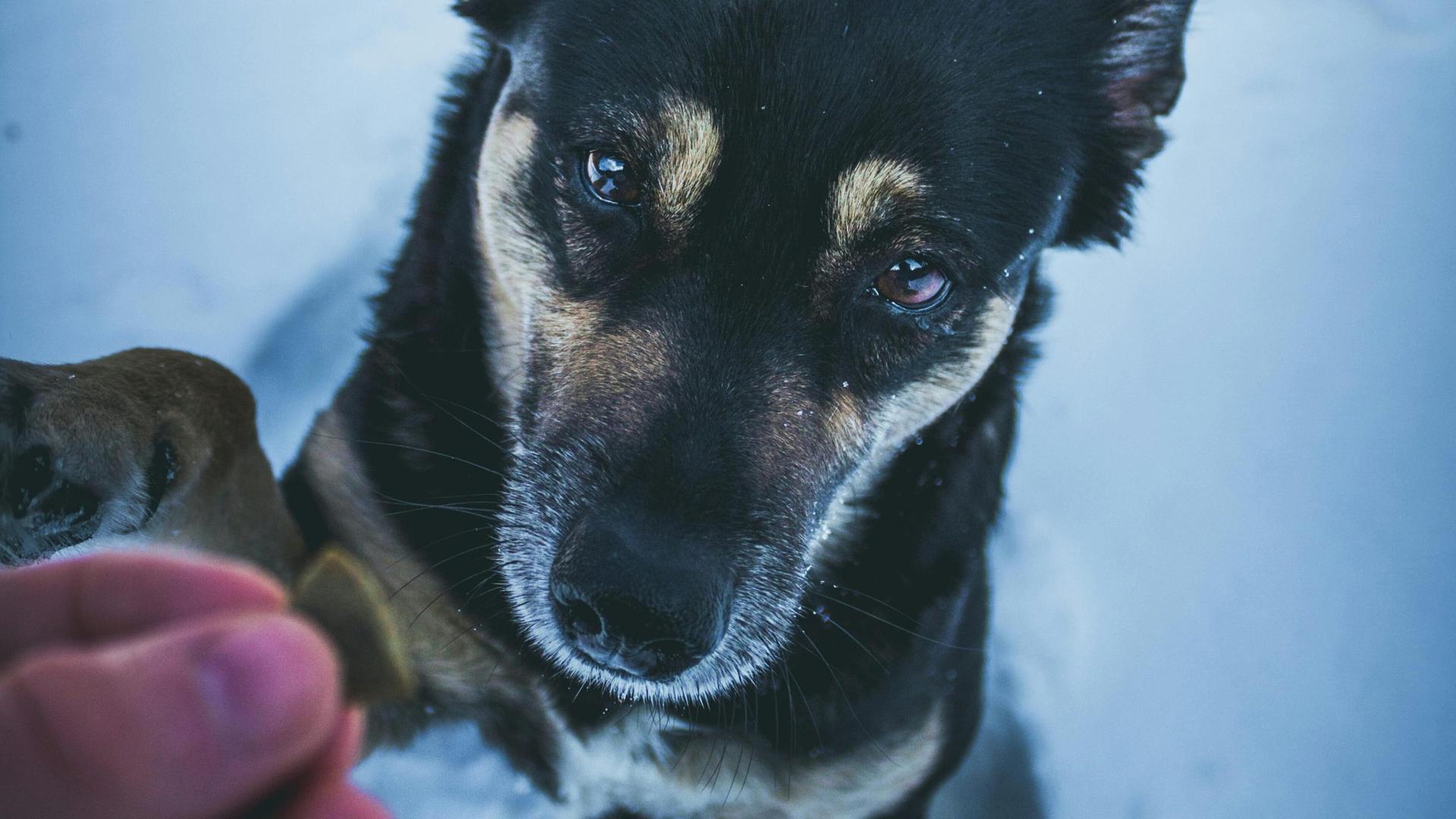 If You’re Cold, Your Pets Are Too