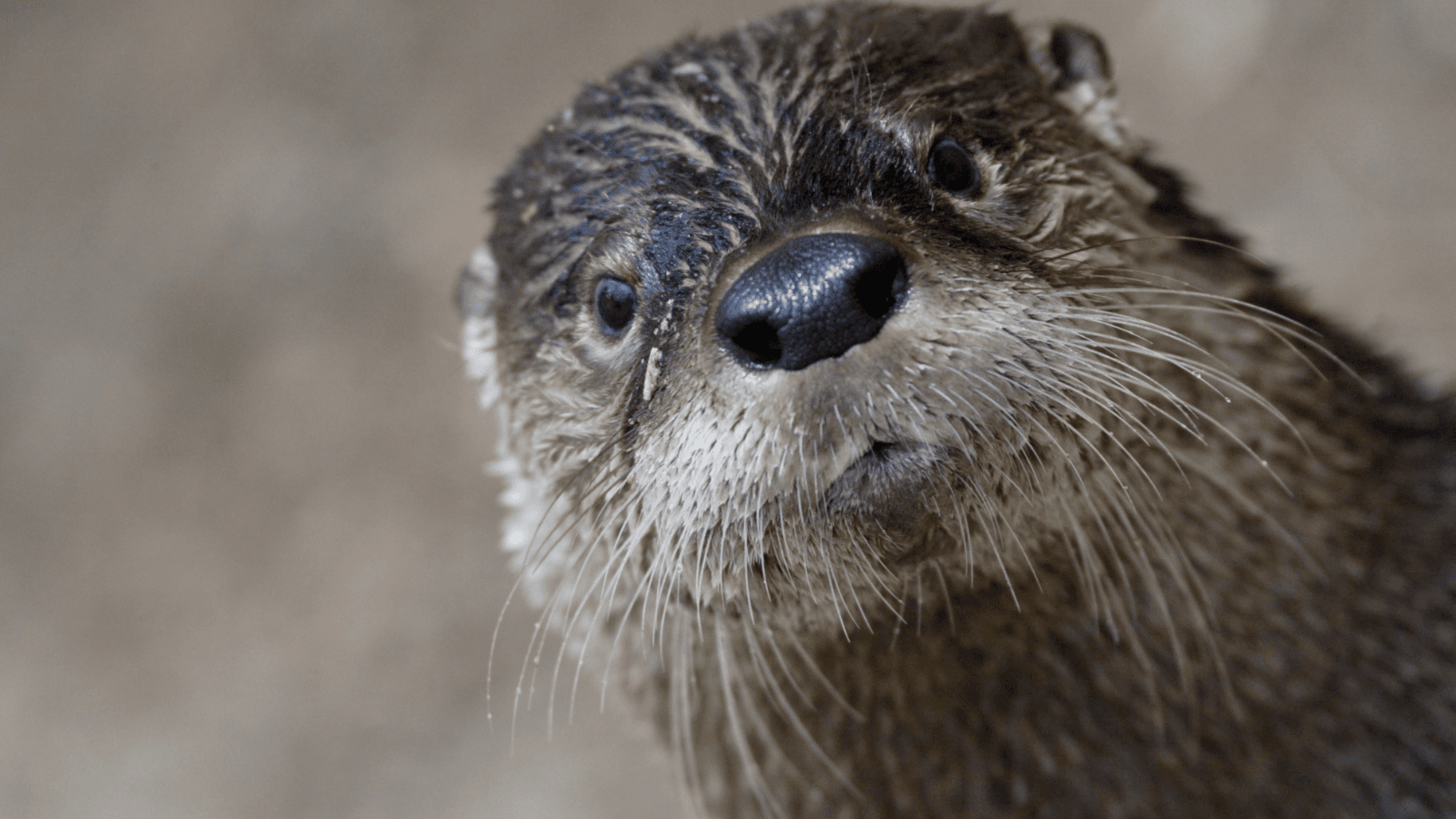 NEW Zoo on Wild Otter Chase Following Breakout