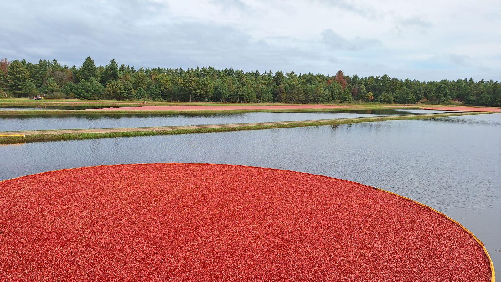 Cranberry research needs to change in a changing environment