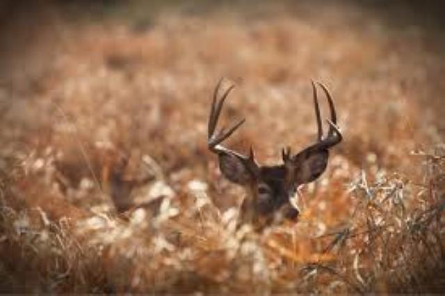Deer Hunter Found Dead in Fond du Lac County