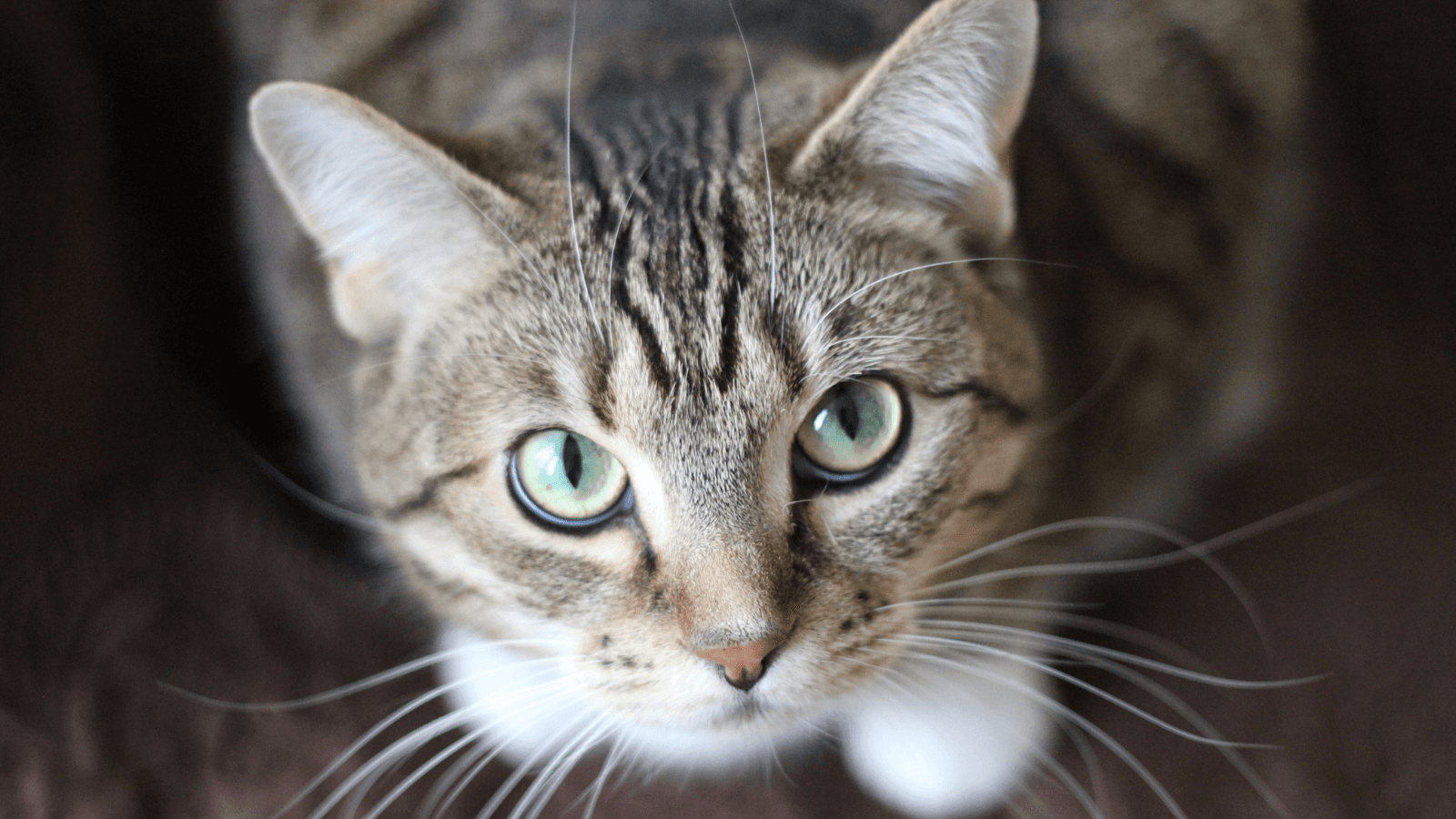 Oshkosh Area Humane Society pauses cat surrenders due to virus